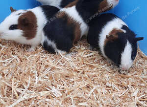Guinea pigs