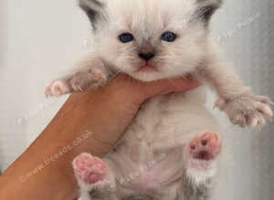 Ragdoll kittens