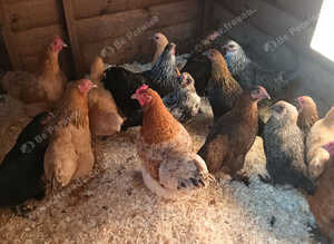 Pekin Bantams