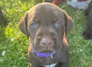 German Wirehaired Pointer cross Labrador