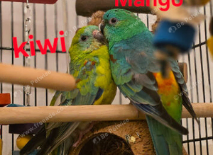 Parakeet
