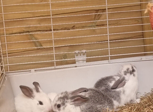 White dawfhamster