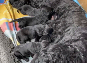 Russian Black Terrier Pups for Sale