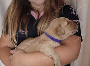 GOLDEN RETRIEVER PUPPIES (KC registered)
