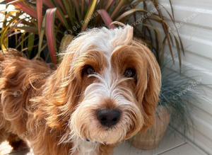 Adorable Cockerpoo Stud