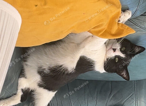 Missing black and white cat (Bambino)