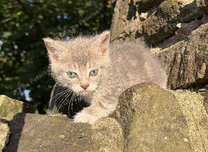 Beautiful tabby kittens for forever homes