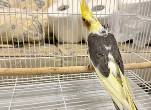 Hand tame cockatiel