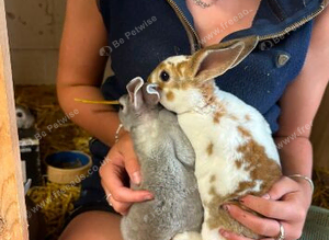 Rex rabbits ready now