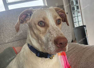 Young Lab x hound x pointer Mix