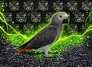 African Grey Babies