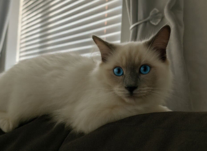 Stud ragdoll