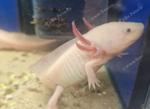 Stunning Pink Axolotls