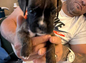 Gorgeous K.C boxer pups for sale