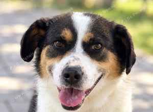FLO - Loving Medium-Sized Collie Shepherd Cross for Adoption