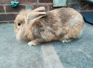 Stunning lionhead buck