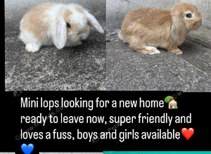 Mini lops