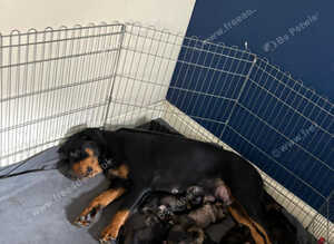 Rottweiler cross german shepherd