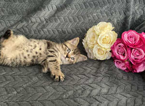 Mollys half ragdoll kittens ( ready to leave )