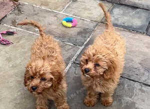 Two lovely Cavapoos Boys