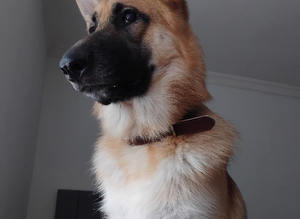 Ragnar the German Shepherd stud