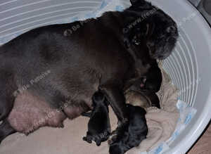 Pug puppies