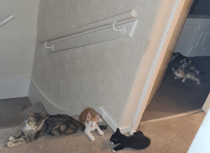 2 tabby mixed and 1 black n white