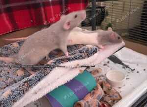 3 sister rats