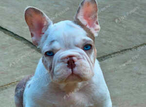 TOP QUALITY C1 & C2 FRENCHIE PUPPIES