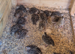 jumbo coturnix quails