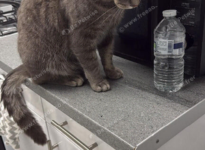 2 years old cat