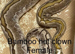 Ball pythons for sale