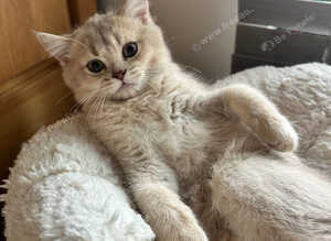 Kittens Ready for Their Forever Homes