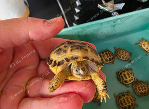 Baby horsefield tortoise for sale