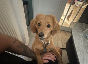 Sprinkles requires a new home