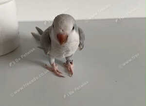 Baby Quaker Glasgow