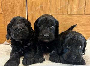 F1 Cockapoo puppies