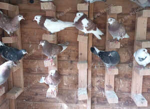 Birmingham roller pigeons