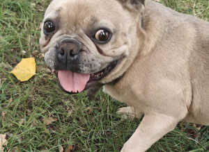 Stunning Lilac French Bulldog girl