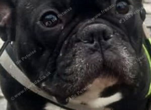 Any one seen this dog