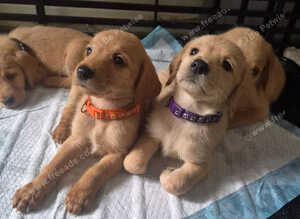 Beautiful happy F1 Labradoodle puppies