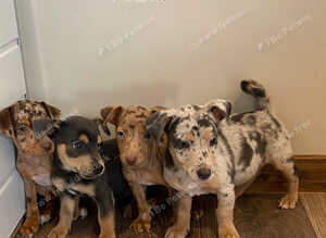 Jack Russell puppies now ready
