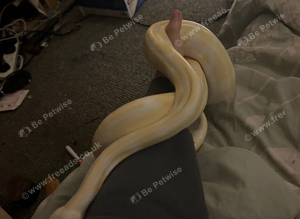 Albino ball python