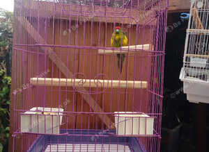 Kakariki