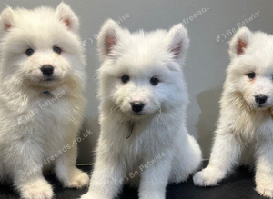 5 beautiful Samoyed Puppies