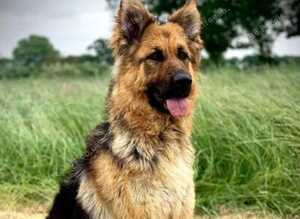 Stunning German Shepherd cross Puppies for sale