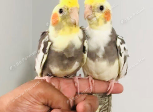 Beautiful hand tamed baby cockatiels for sale.