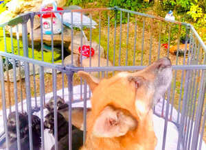 Beautiful German shepherd puppies