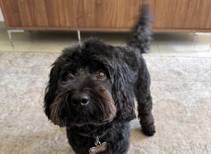 Cockapoo for stud
