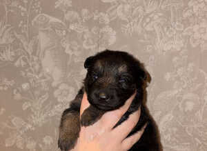 German shepherd pups for sale